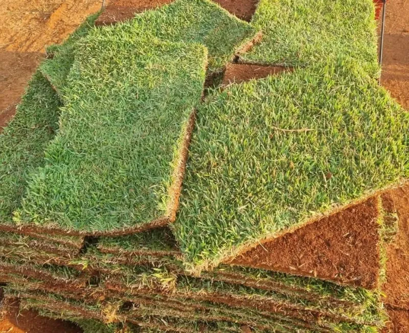 Imagem ilustrativa de Comprar grama para jardim