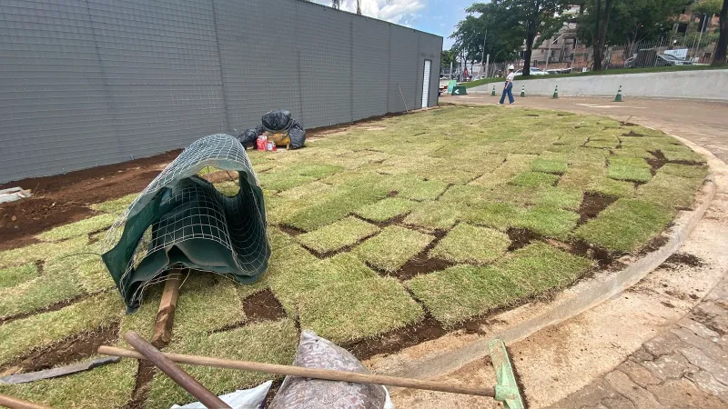 Grama natural para jardim em Rondônia