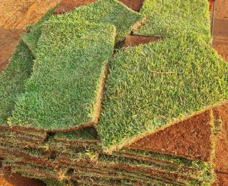 Produção de grama esmeralda