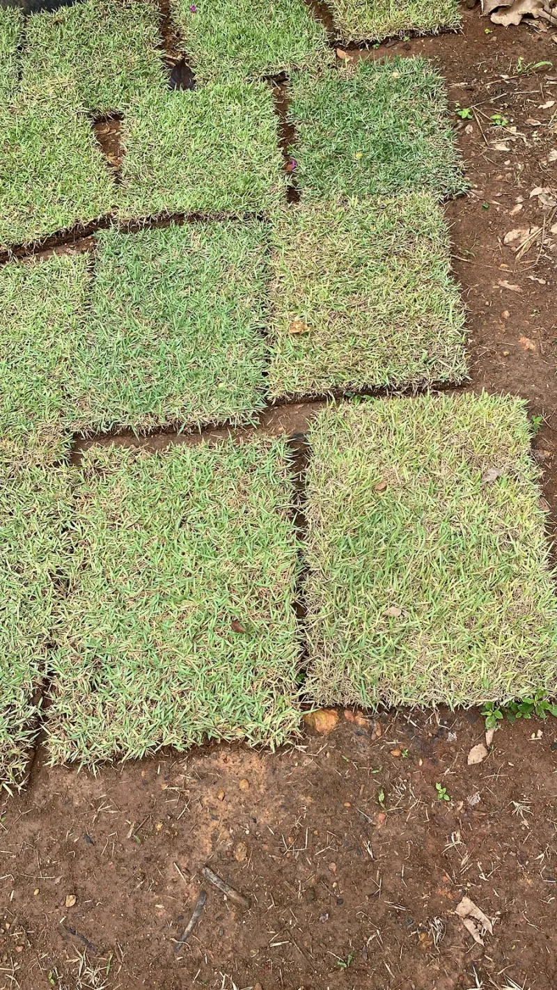 Tapete de grama esmeralda