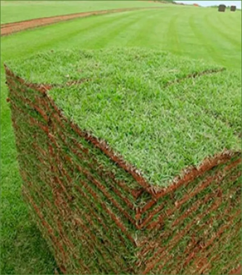 Tapete de grama natural em Porto Velho