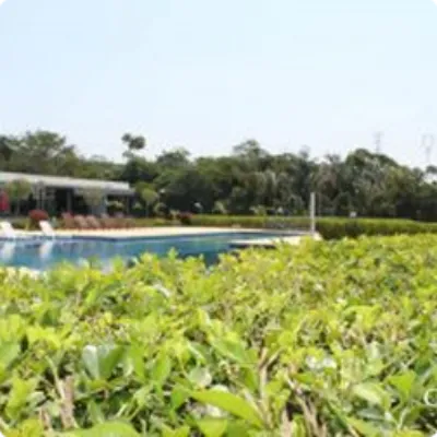 Ilustração da GRAMAR