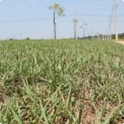 Ilustração da GRAMAR