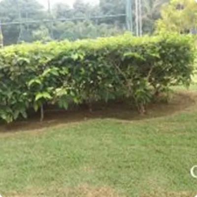 Ilustração da GRAMAR