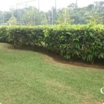 Ilustração da GRAMAR