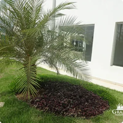 Ilustração da GRAMAR